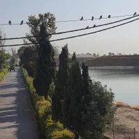 کارگر شیردوش گاوداری صنعتی با جای خواب بیمه عیدی|استخدام صنعتی، فنی، مهندسی|اسلام‌شهر, شاطره|دیوار