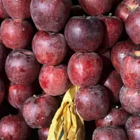 کارگر ساده برای میدون تره وبار