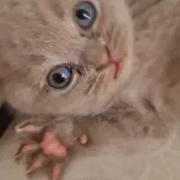 گربه اسکاتیش