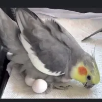 عروس در محدوده ی جانبازان گم شده