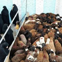 *جایگاه مرکزی*دامِ زنده/نصفه گوشت تضمینی/خونی|حیوانات مزرعه|مشهد, جانباز|دیوار