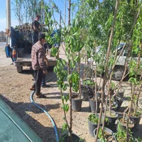 نهال و درخت هلو شلیل|خدمات باغبانی و درختکاری|فلاورجان, |دیوار