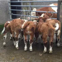 انواع گوساله ریزقلم پرواری|حیوانات مزرعه|بندر ترکمن, |دیوار