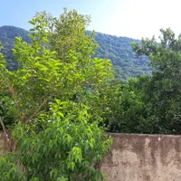 اجاره ویلانیمه دربست ۲خواب باامکانات کامل واینترنت|اجارهٔ کوتاه‌مدت ویلا و باغ|رامسر, |دیوار