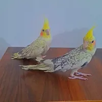 عروس هلندی نر و ماده|پرنده|الیگودرز, |دیوار