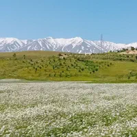 ۱۰ هزار متر باغ میوه بهترین منطقه آب و هوایی ایران|فروش خانه و ویلا|قم, گذر قلعه|دیوار