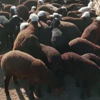 گوسفند زنده باوزن دیجیتال تمام نقاط تهران باقصاب|حیوانات مزرعه|تهران, نیروی هوایی (پیروزی)|دیوار