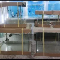 آکواریوم شرکتی و ماهی