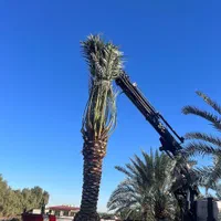 نخل پاجوش نهال برحی فحل خرما|گل و گیاه طبیعی|اهواز, فاز ۲ پادادشهر|دیوار