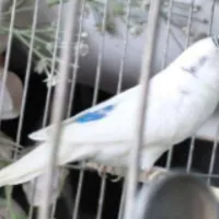 مرغ عشق گمشده