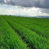 زمین کشاورزی با مساحت ۲۵۰۰ مترمربع با سند قطعی|فروش دفتر صنعتی، کشاورزی، تجاری|تاکستان, |دیوار