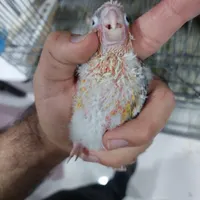 شاه طوطی و گرینچیک و ملنگو|پرنده|خورموج, |دیوار