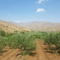 باغ مثمر وزمین کشاورزی به مساحت۴۶۰۰۰متر|فروش دفتر صنعتی، کشاورزی، تجاری|کرمانشاه, |دیوار