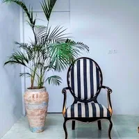 گل طبیعی بزرگ،انجیری فیلندرون نخل باباآدم گلدون|گل و گیاه طبیعی|مشهد, رضاشهر|دیوار