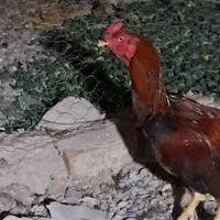 خروس لاری