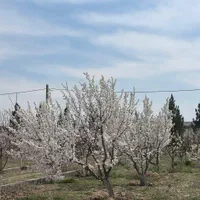 باغچه ۵۰۰متری تک برگ سهیلیه زعفرانیه اقبالیه|فروش زمین و ملک کلنگی|کرج, حصارک بالا|دیوار