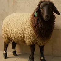 بره بزغاله شیشک گوساله باضبح و قربانی رایگان درمحل