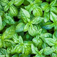 فروش تخم شربتی و ریحان ایرانی|خدمات باغبانی و درختکاری|اصفهان, باغ فردوس|دیوار