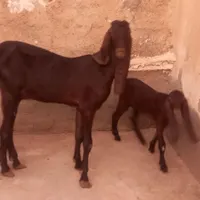 بز  وپاکستاتیی برهه گوسف|حیوانات مزرعه|اهواز, بهارستان|دیوار
