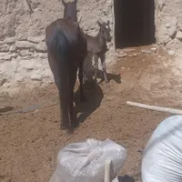 اسب با کره نر|اسب و تجهیزات اسب‌سواری|بجنورد, |دیوار