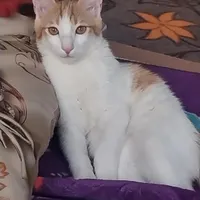 گربه دی اس اچ گمشده
