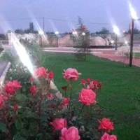 خدمات کاشت چمن وباعبانی طبیعت