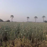 ۲۰ هکتار برقی قطره ای برای اجاره