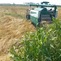 زمین مزرعه شالیزار 2240 متری در کلیمان|فروش زمین و ملک کلنگی|رضوانشهر, |دیوار