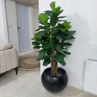 گل لیراتا وارداتی