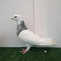 کبو تر