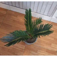 سیکاس|گل و گیاه طبیعی|تهران, جمال‌زاده|دیوار