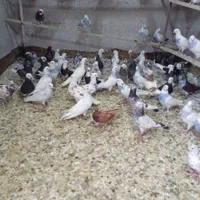 مایه کبوتر|پرنده|رباط‌کریم, |دیوار