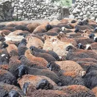 گوسفند زنده روستایی بره صحرا چریده شیشک و قوچ محلی|حیوانات مزرعه|قم, بلوار امین و ساحلی|دیوار
