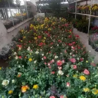 خدمات باغبانی‌و‌باغبان‌سیار‌به‌تمام‌نقاط‌تهران|خدمات باغبانی و درختکاری|تهران, سعادت‌آباد|دیوار