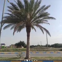 پخش کننده درخت نخل درسراسرکشور|خدمات باغبانی و درختکاری|چالوس, |دیوار