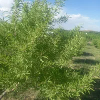 باغ بادام و زردآلو  مثمر با قیمت باور نکردنی|فروش دفتر صنعتی، کشاورزی، تجاری|سامان, |دیوار