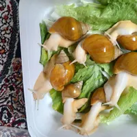 حلزون اچاتینا البیتو
