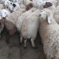 گوسفند زنده دشت مغان|حیوانات مزرعه|تهران, نازی‌آباد|دیوار