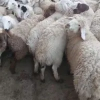 گوسفند زنده دشت مغان|حیوانات مزرعه|تهران, نازی‌آباد|دیوار