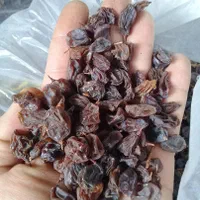 فروش عمده مویز|عمده‌فروشی|شیراز, کاراندیش|دیوار