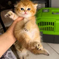 مجموعه تخصصی گربه های بریتیش گلد و سیلور