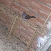 کبوتر سوسکی صید شده