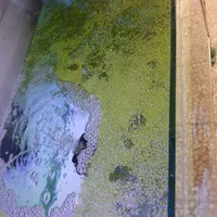 عدسک رو آبی|ماهی|اصفهان, هفتون|دیوار