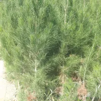 نهال کاج