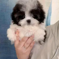 توله سگ خانگی پودل|سگ|کرج, شهرک جهاننما|دیوار