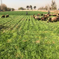 ده هزار زمین بر اتوبان اصلی