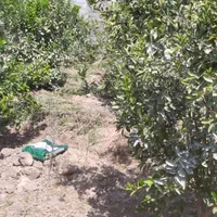 علف زنی باغبانی سم کود آبیاری پختار نعنا زنی|خدمات باغبانی و درختکاری|دزفول, |دیوار