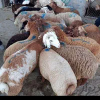 گوسفند زنده. پرواری گوشتی تمام تهران باقصاب