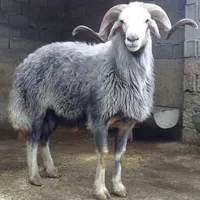 بره گوسفند زنده افشار اردبیل سنگسر|حیوانات مزرعه|تهران, کن|دیوار