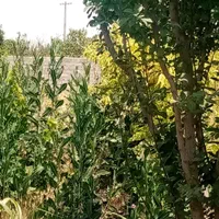 باغ قدیمی۳۵۰ متری/برق پای ملک/سند عرصه و اعیان|فروش زمین و ملک کلنگی|شهریار, |دیوار